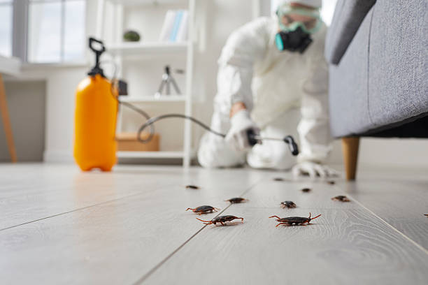 Affordable Termite Control solutions in West Carson, CA